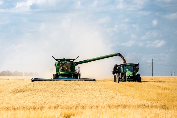 KNK Tarım FAO: Buğday Üretimi 2019’Da Sıçramaya Hazır görseli